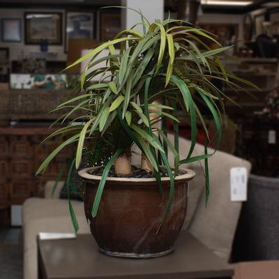 Faux Dracaena Plant 