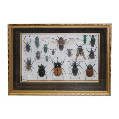 Beetle Mix Taxidermy Entomology Art